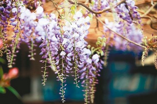 嘉義梅山瑞里紫藤花盛開如紫色風(fēng)鈴空中搖曳（圖）