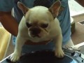 寵物也不是那么好當(dāng)?shù)? /></a><p><a href=