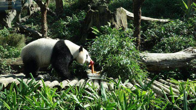 “圓仔”新年特餐的素材有蘋(píng)果、胡蘿卜、葡萄、窩窩頭及竹葉等