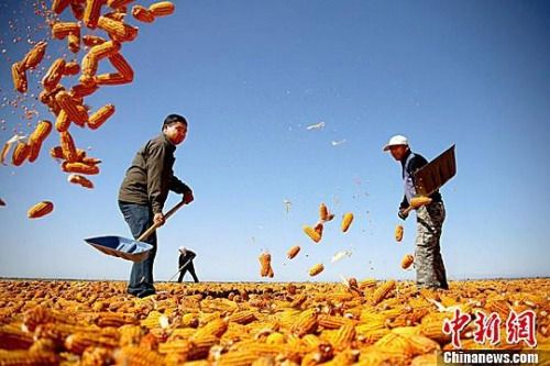 中央一號文件連續(xù)14年聚焦三農(nóng) 發(fā)了這些惠農(nóng)紅包