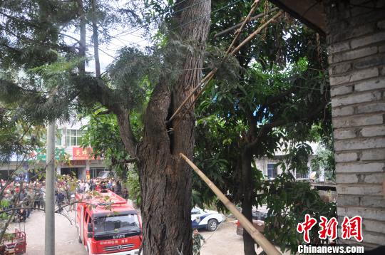 眼鏡王蛇“失足”掉入樹洞多警種聯(lián)動(dòng)“撈”蛇解民憂