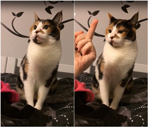 ]Yò؈䱻Qָŭҧˡ?f)D